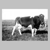 116-0024 Eine Kuh von Bessels.jpg